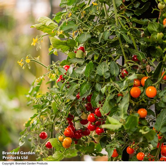 Tomato 'Freefall Red'