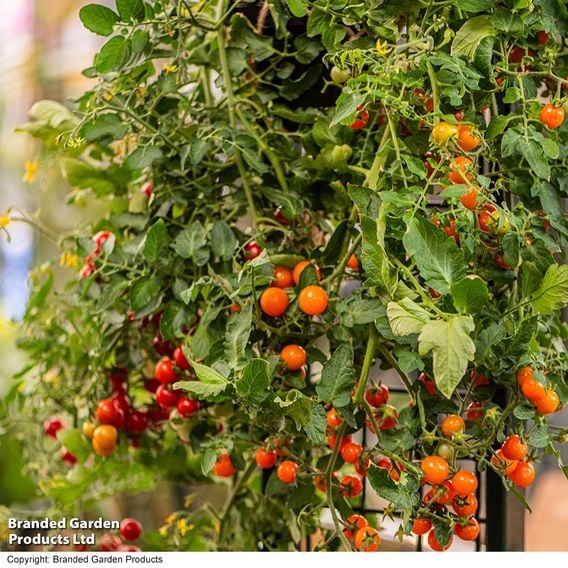 Tomato 'Freefall Duo'