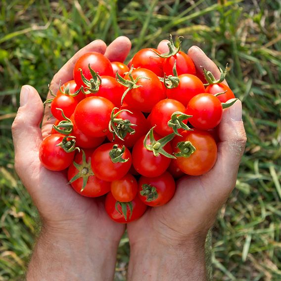 Tomato 'Gardener's Delight' (Indeterminate) - Seeds