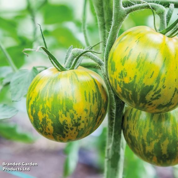 Tomato 'Green Zebra' (Heirloom Salad)