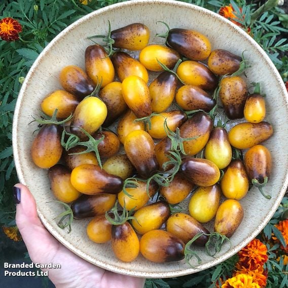 Tomato 'Indigo Pear' (Heirloom Plum)