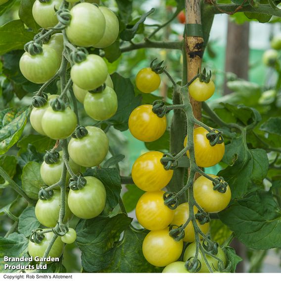 Tomato 'Iridescent' F1 - Seeds