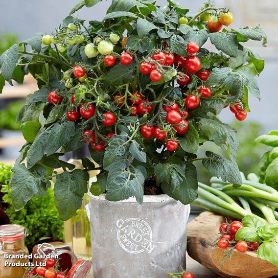 Tomato 'Jimmy Improved' F1 - Seeds