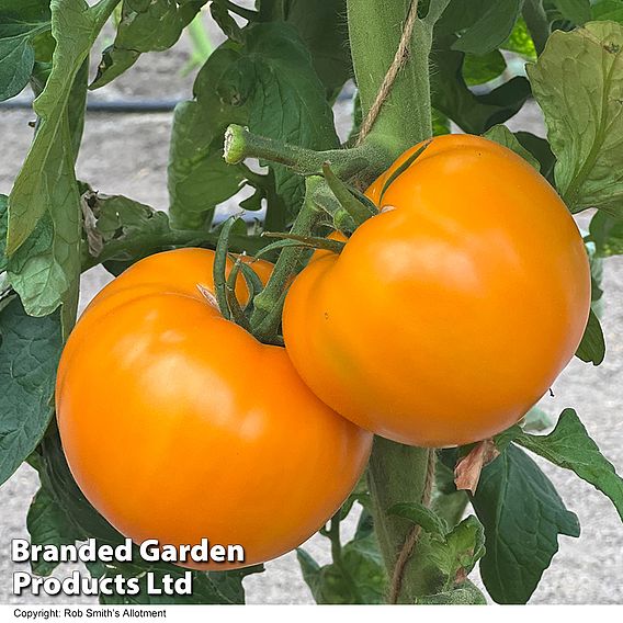 Tomato 'Lemonita' F1 - Seeds