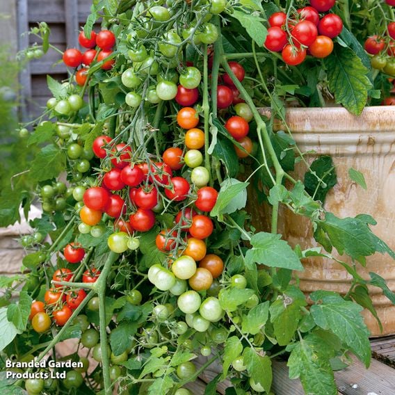 Tomato 'Lizzano' (Determinate) F1 - Seeds