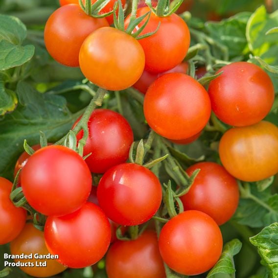 Tomato 'Lizzano' (Determinate) F1 - Seeds