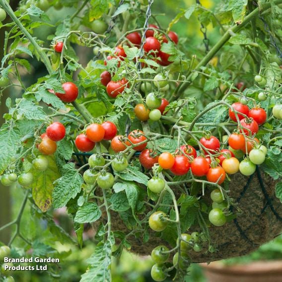 Tomato 'Lizzano' (Determinate) F1 - Seeds