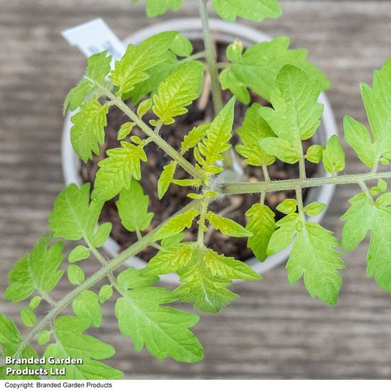 Tomato 'Lizzano' (Determinate) F1 - Seeds