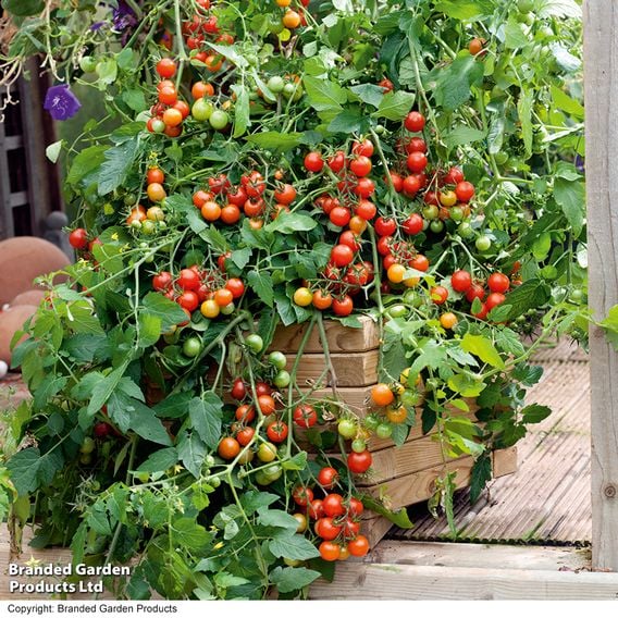 Tomato 'Lizzano' (Determinate) F1 - Seeds