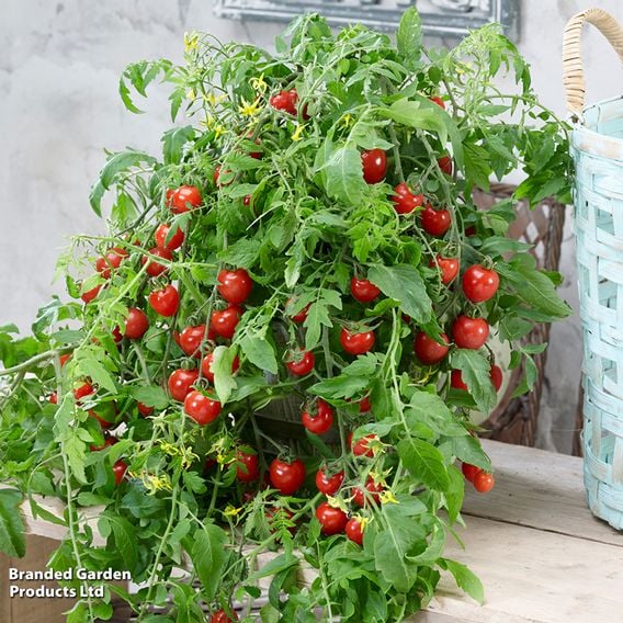Tomato 'Magnusa'