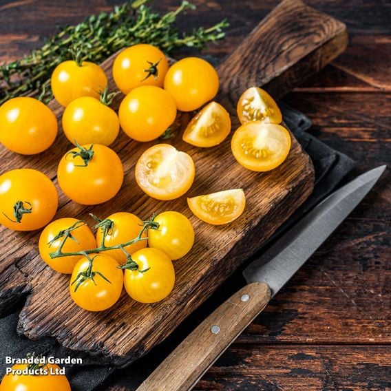 Tomato 'Magnusa'