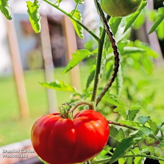 Tomato 'Marmande'