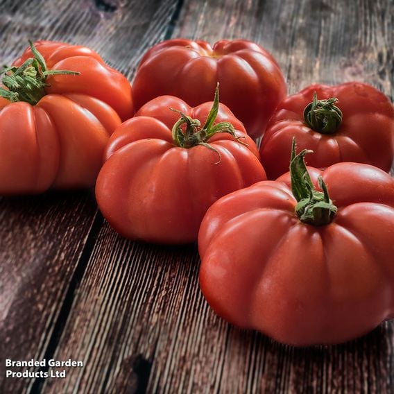 Tomato 'Marmande' (Determinate) - Organic Seeds