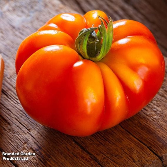 Tomato 'Marmande'