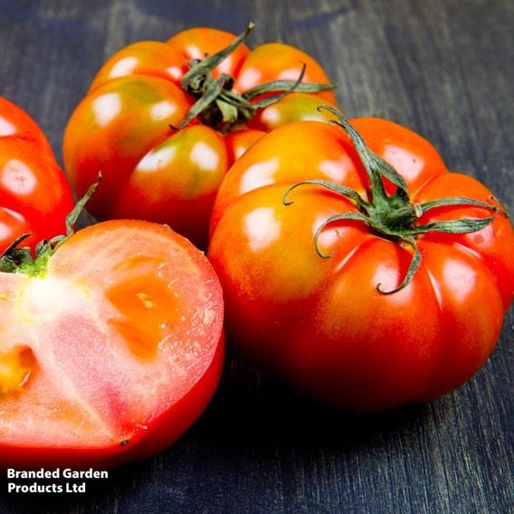 Tomato 'Marmande'