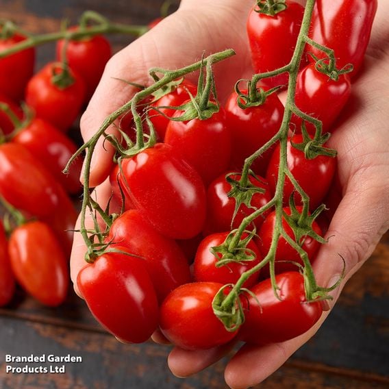 Tomato 'Mini San Marzano'