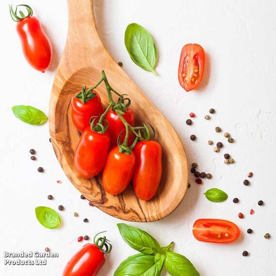 Tomato 'Mini San Marzano'