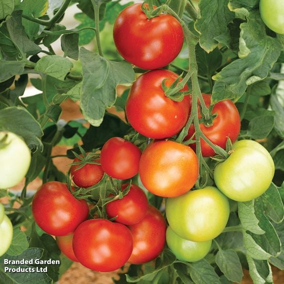 Tomato 'Moneymaker' (Grafted)