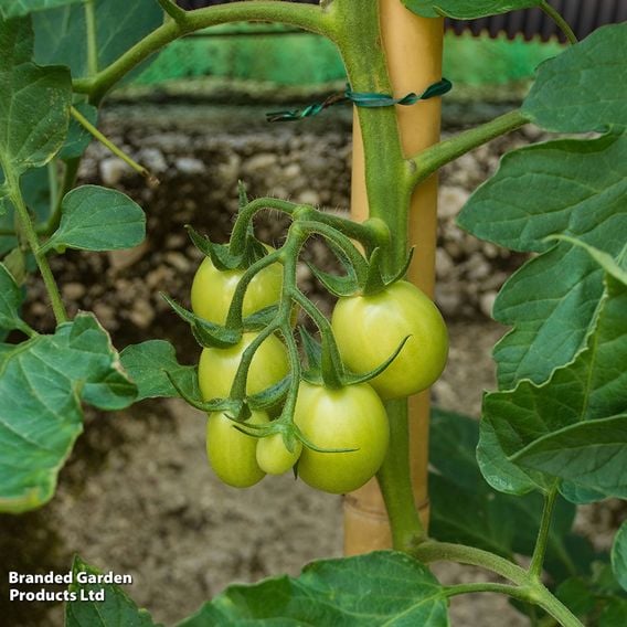 Tomato 'Moneymaker' (Grafted)