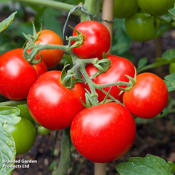 Tomato 'Moneymaker' (Indeterminate) - Organic Seeds