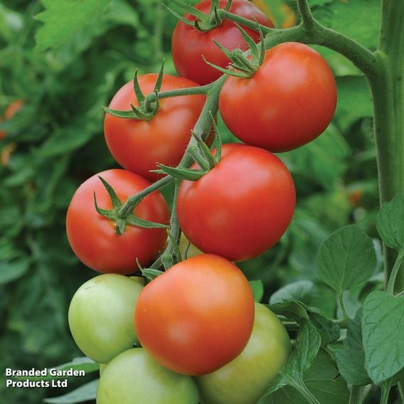 Tomato 'Moneymaker' (Grafted)