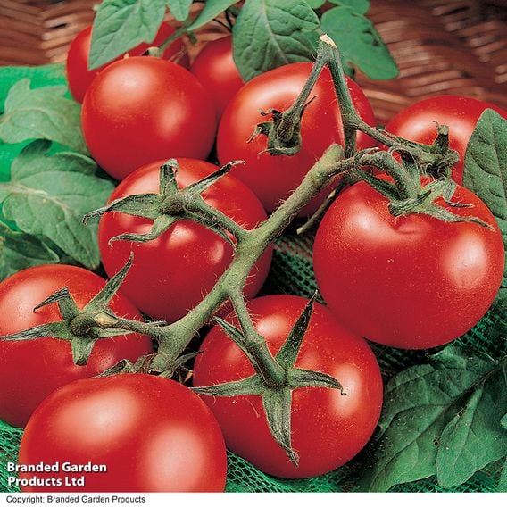 Tomato 'Moneymaker' (Grafted)