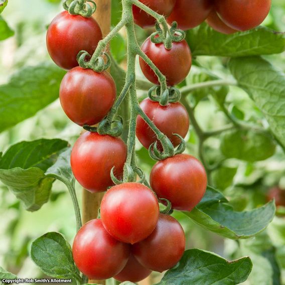 Tomato 'Morello' F1 - Seeds