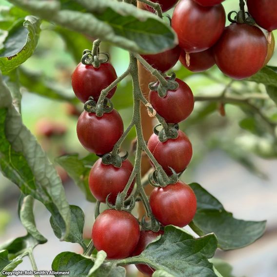 Tomato 'Morello' F1 - Seeds