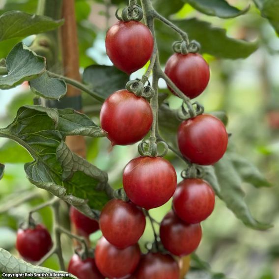 Tomato 'Morello' F1 - Seeds