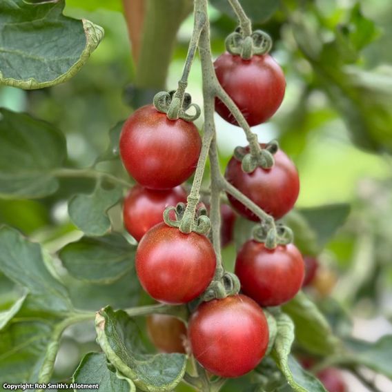 Tomato 'Morello' F1 - Seeds