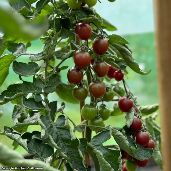 Tomato 'Morello' F1 - Seeds