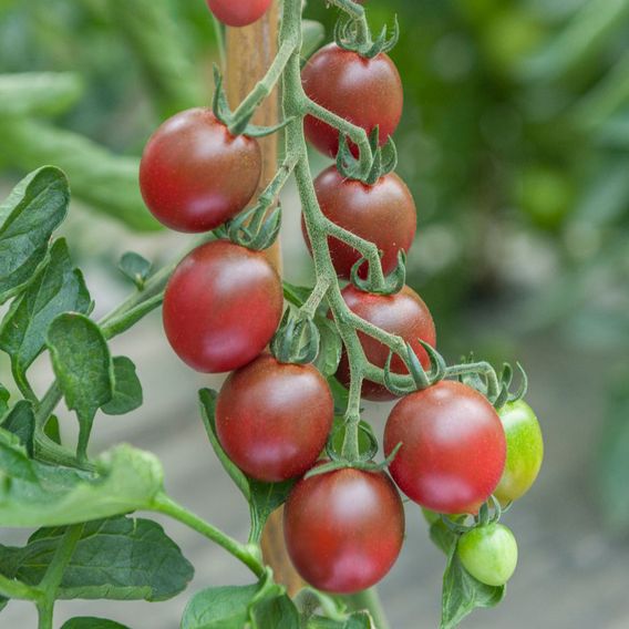 Tomato 'Morello' F1 - Seeds