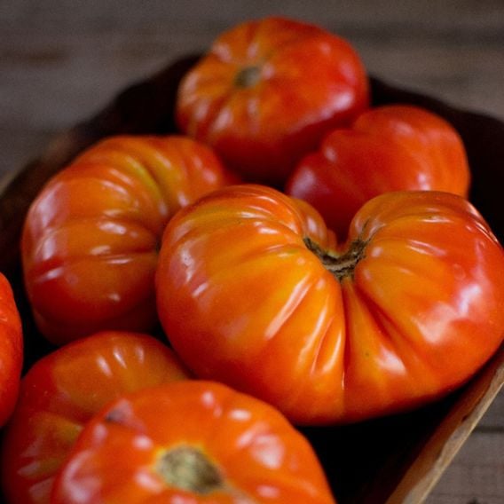 Tomato 'Mortgage Lifter' - Seeds