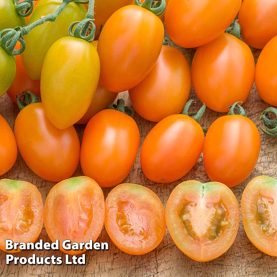 Tomato Orange Beauty Dobies