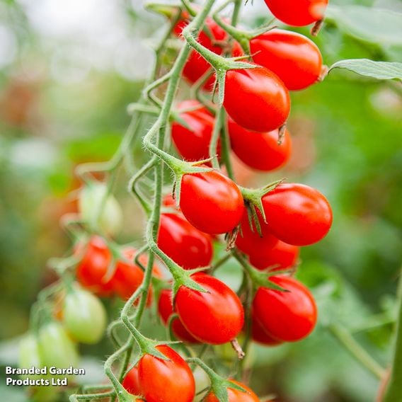 Tomato 'Petita' - Organic Seeds