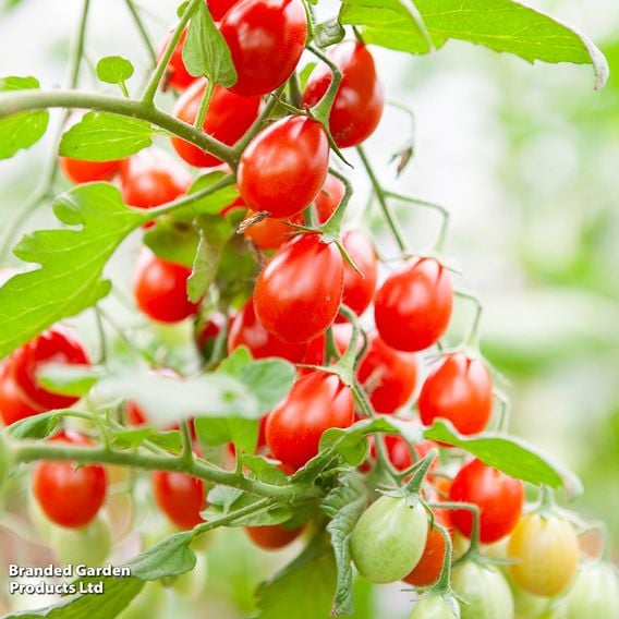 Tomato 'Petita' - Organic Seeds