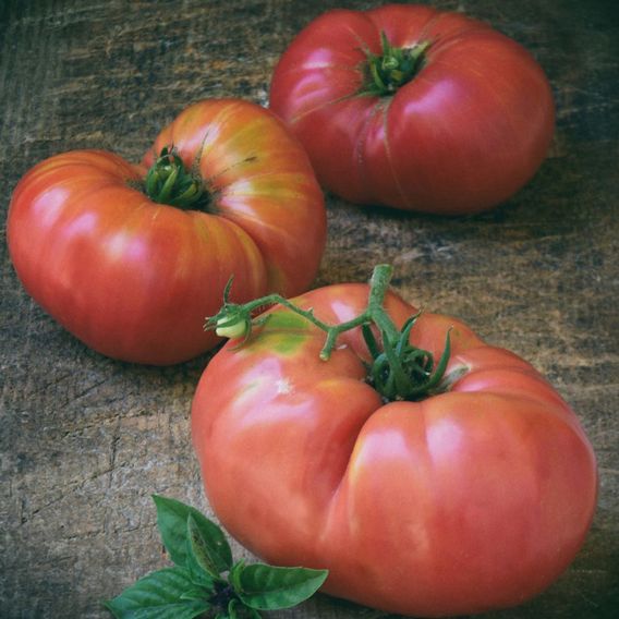 Tomato 'Pink Brandywine' - Seeds