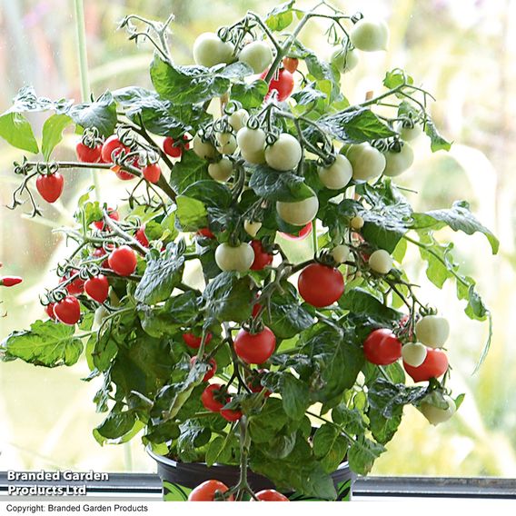 Tomato 'Ponchi-re'