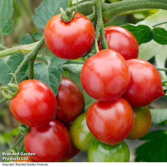 Tomato 'Red Alert' (Determinate) - Seeds