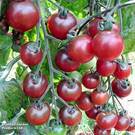Tomato 'Rosella' (Grafted)