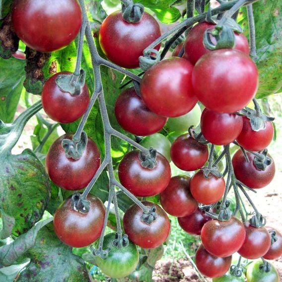 Tomato 'Rosella' - Seeds