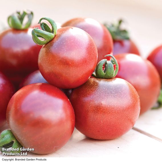 Tomato 'Rosella' (Grafted)