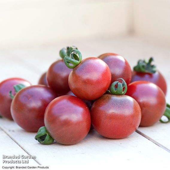 Tomato 'Rosella' (Grafted)