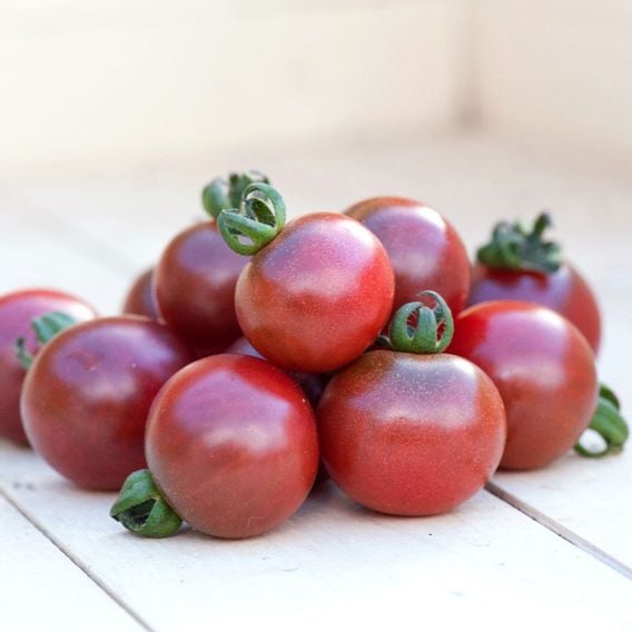 Tomato 'Rosella' - Seeds