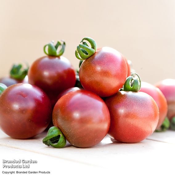 Tomato 'Rosella' (Grafted)