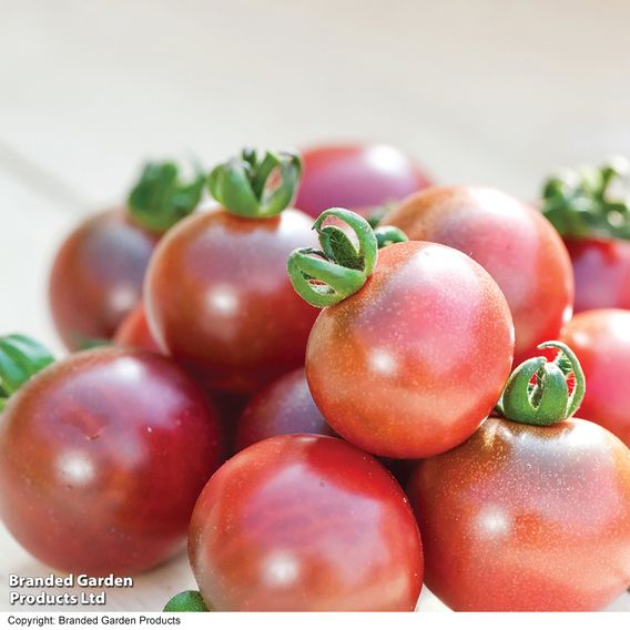Tomato 'Rosella' (Grafted)