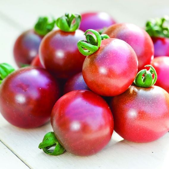 Tomato 'Rosella' - Seeds