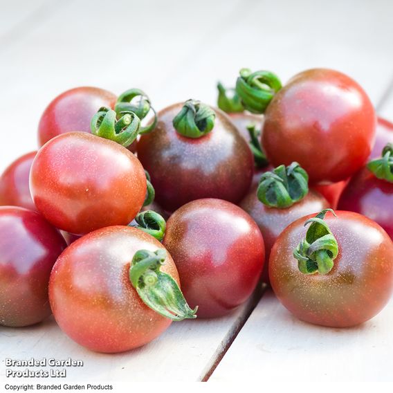 Tomato 'Rosella' (Grafted)