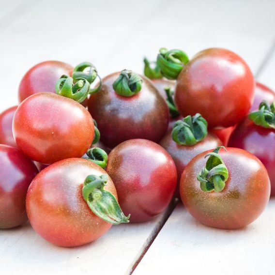 Tomato 'Rosella' - Seeds