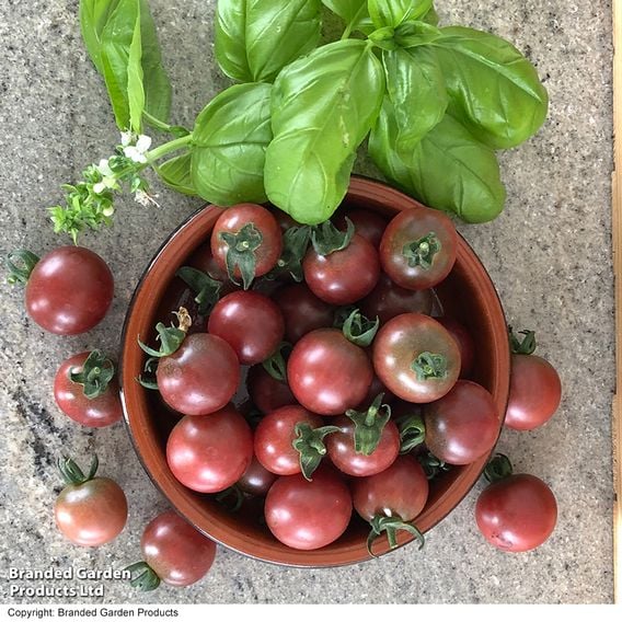 Tomato 'Rosella' (Grafted)